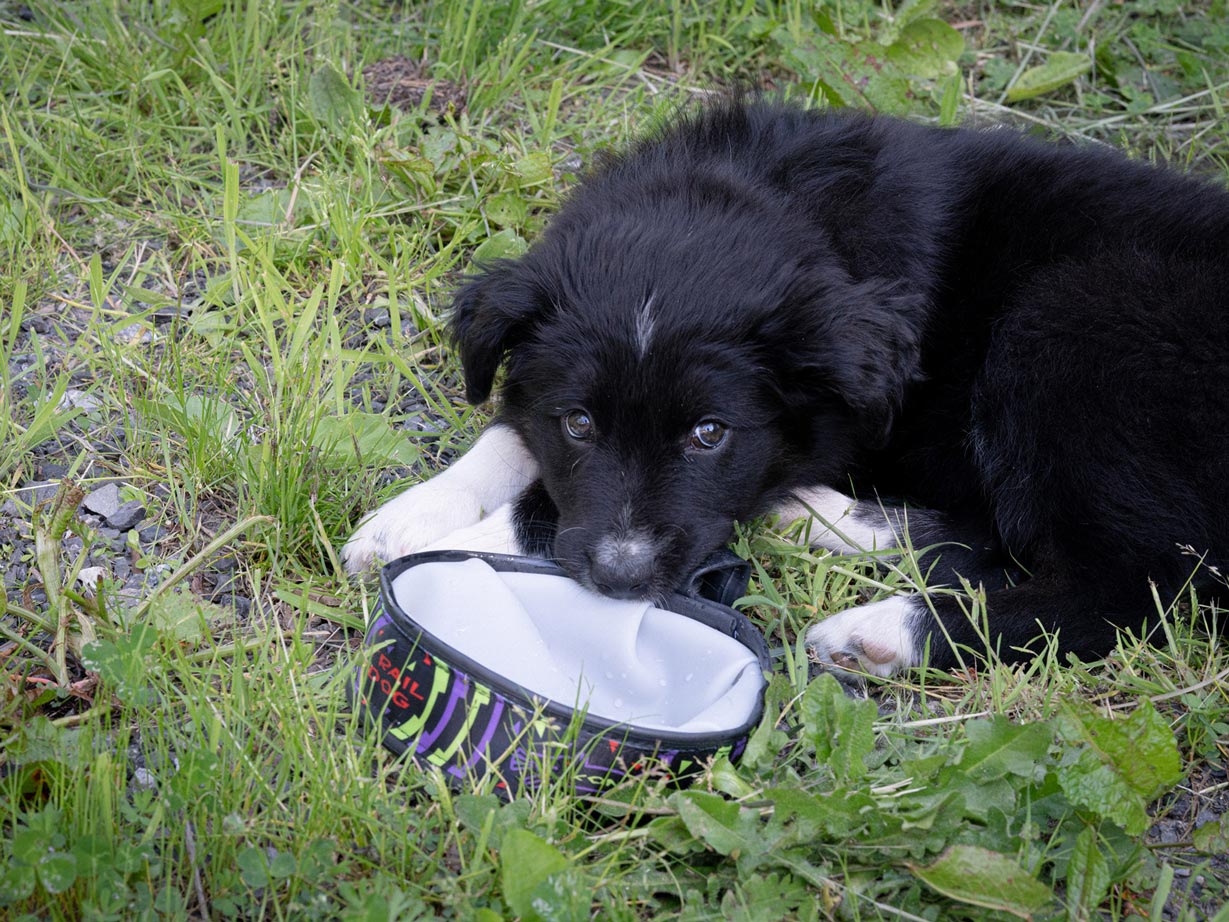 Kona Cycle Dog Packable Bowl - Image 3
